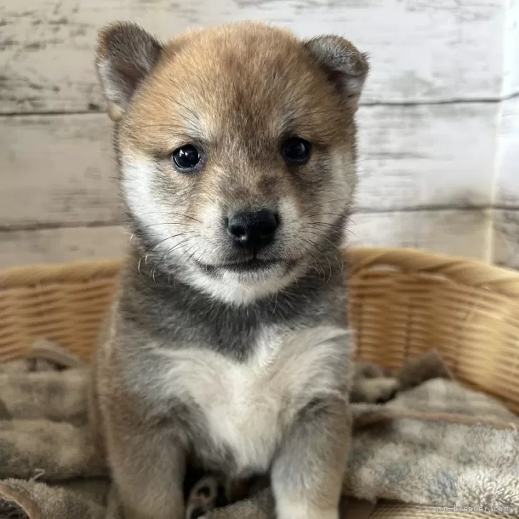 柴犬(標準サイズ)【静岡県・男の子・2024年3月23日・赤】の写真1