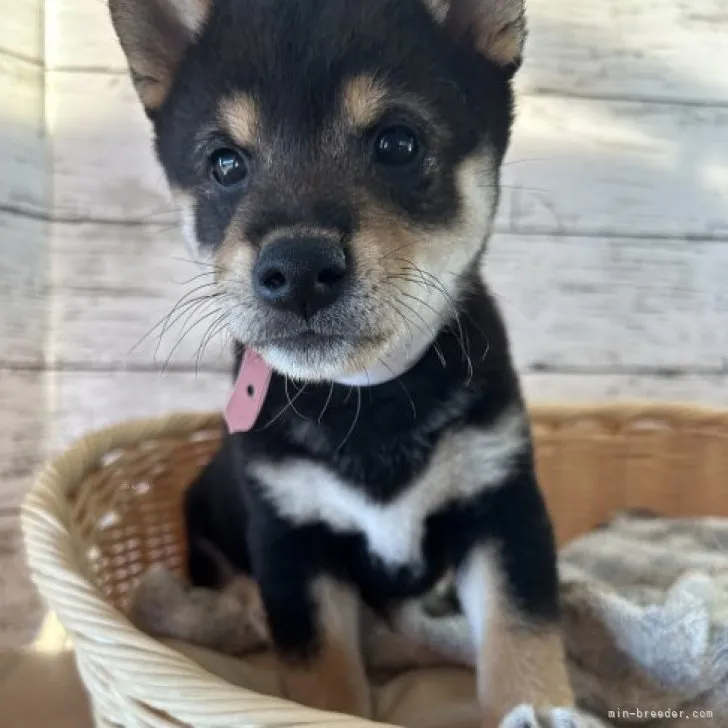 柴犬(標準サイズ)【静岡県・女の子・2023年9月6日・黒】の写真1