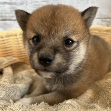 柴犬(豆柴)【静岡県・男の子・2024年9月5日・赤】の写真「可愛い顔立ちの男の子！」