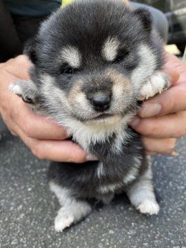 柴犬(標準サイズ)【静岡県・女の子・2021年9月17日・黒】の写真「色合いがきれいな元気な子です。」