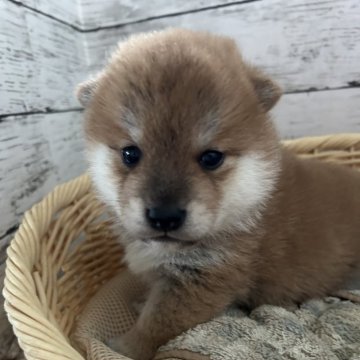 柴犬(標準サイズ)【静岡県・男の子・2024年9月29日・赤】の写真「キレイな赤柴くん！」