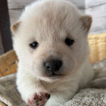 柴犬(標準サイズ)【静岡県・女の子・2024年1月6日・白】の写真「優しい顔付きの女の子！」