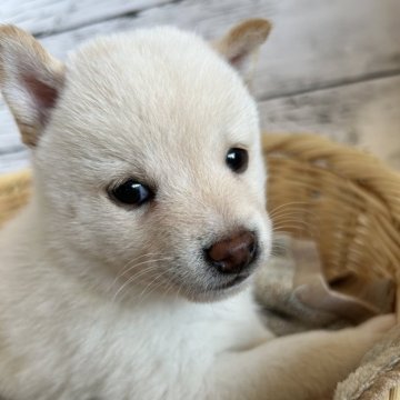 柴犬(豆柴)【静岡県・女の子・2024年9月5日・白】の写真「キレイな女の子！」