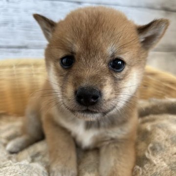 柴犬(豆柴)【静岡県・女の子・2024年9月5日・赤】の写真「キレイな顔立ちの女の子！」