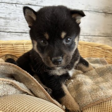 柴犬(豆柴)【静岡県・男の子・2024年9月1日・黒】の写真「イケメン黒豆柴！」