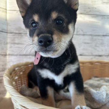 柴犬(標準サイズ)【静岡県・女の子・2023年9月6日・黒】の写真「キレイな女の子！」