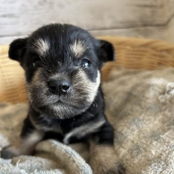 ミックス(柴犬×ミニチュアシュナウザー)【静岡県・女の子・2024年7月13日・黒】の写真「かわいい女の子！」