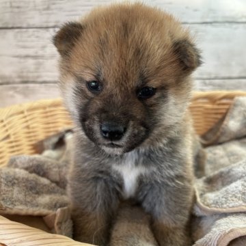 柴犬(標準サイズ)【静岡県・男の子・2023年11月14日・赤】の写真「マイペース男の子！」