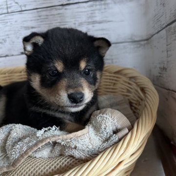 柴犬(豆柴)【静岡県・男の子・2024年2月20日・黒】の写真「キレイな男の子！」