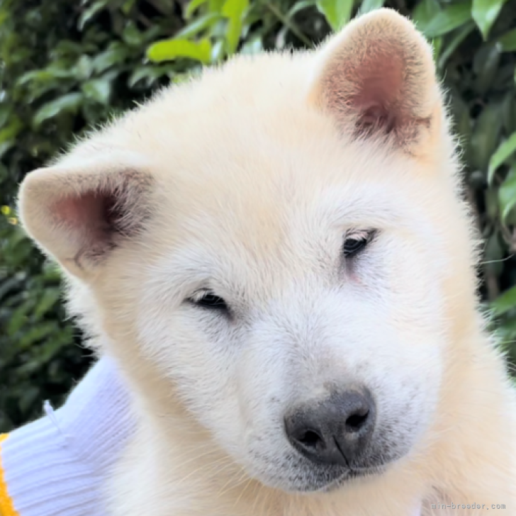 紀州犬 埼玉県 女の子 22年2月14日 白 とにかく 甘えん坊さん みんなのブリーダー 子犬id 27