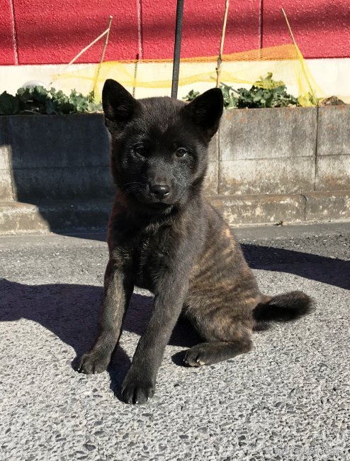 甲斐犬 埼玉県 女の子 18年10月28日 黒虎毛 虎毛が鮮明に入った元気な女の子です みんなのブリーダー 子犬id 1901