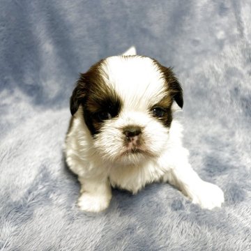 シーズー【佐賀県・女の子・2025年3月6日・ゴールド&ホワイト】の写真「可愛いシーズーちゃん🐶」