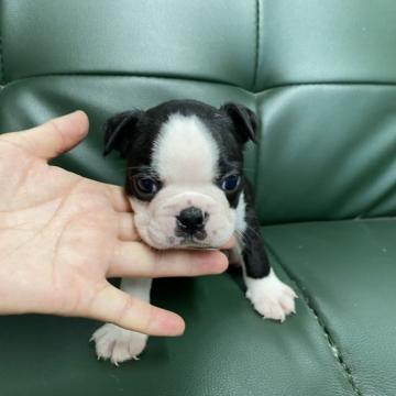 ボストンテリア【佐賀県・男の子・2022年7月23日・ボストンカラー】の写真「可愛いボストン君🐶」