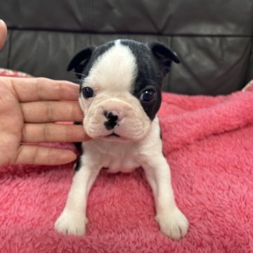 ボストンテリア【佐賀県・男の子・2023年8月25日・ボストンカラー】の写真「ぶさかわのボストン君🐶」