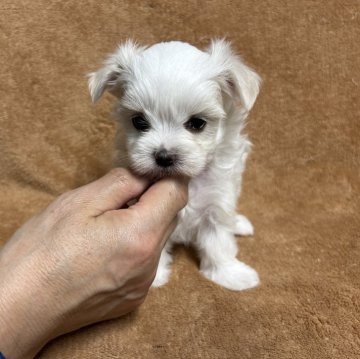 マルチーズ【佐賀県・女の子・2024年9月1日・ホワイト】の写真「目がぱっちりの可愛い女の子🐶」