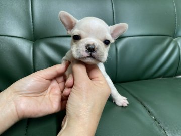 フレンチブルドッグ【佐賀県・男の子・2022年1月5日・クリーム】の写真「3月5日迄となります。お早めに🐶」