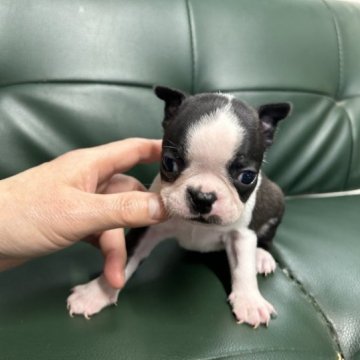 ボストンテリア【佐賀県・男の子・2023年2月25日・ボストンカラー】の写真「可愛いボストン君🐶」