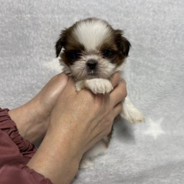 シーズー【佐賀県・女の子・2023年1月2日・ゴールド&ホワイト】の写真「こぶりのシーズーちゃん🐶」