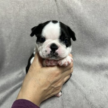 ボストンテリア【佐賀県・男の子・2024年8月20日・ボストンカラー】の写真「元気なボストン君🐶」