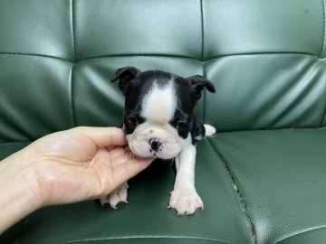 ボストンテリア【佐賀県・女の子・2022年1月20日・ボストンカラー】の写真「綺麗な柄のボストンちゃん🐶」