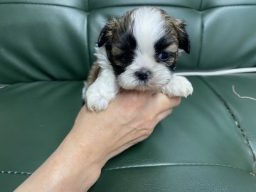 シーズー【佐賀県・男の子・2022年1月7日・ゴールド&ホワイト】の写真「元気なシーズーの男の子🐶」