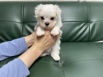 マルチーズ【佐賀県・男の子・2022年2月27日・ホワイト】の写真「元気な男の子🐶24日までとなります。」