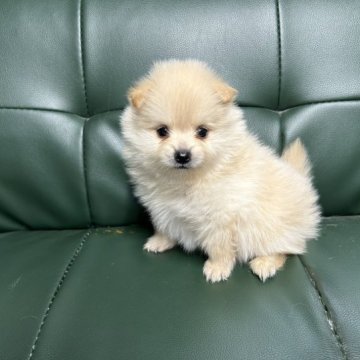 ポメラニアン【佐賀県・男の子・2023年6月4日・クリーム】の写真「7月31日迄!お早目に🐶」