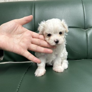 マルチーズ【佐賀県・女の子・2023年9月2日・ホワイト】の写真「可愛いマルチーズちゃん🐶
28日迄になります。」