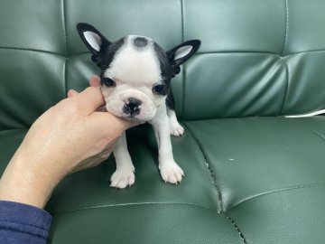 ボストンテリア【佐賀県・女の子・2022年1月5日・ボストンカラー】の写真「3月5日までとなります。お早めに🐶」