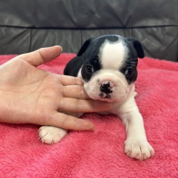 ボストンテリア【佐賀県・女の子・2023年8月18日・ボストンカラー】の写真「丸々元気なボストン君🐶」