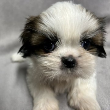 シーズー【佐賀県・女の子・2024年8月15日・ゴールド&ホワイト】の写真「可愛いシーズーちゃん🐶」