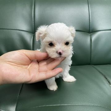 マルチーズ【佐賀県・女の子・2022年6月12日・ホワイト】の写真「小さなマルチーズの女の子🐶」