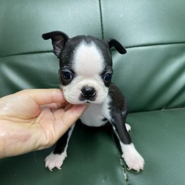 ボストンテリア【佐賀県・女の子・2022年8月3日・ボストンカラー】の写真「小ぶりなボストンちゃん🐶」