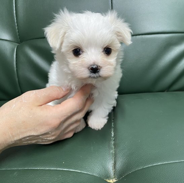 マルチーズ【佐賀県・男の子・2022年4月15日・ホワイト】の写真「6月12日までとなります。お早めに🐶」