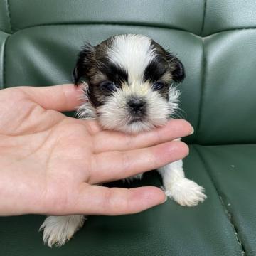 シーズー【佐賀県・女の子・2022年9月10日・ゴールド&ホワイト】の写真「小ぶりなシーズーちゃん🐶」