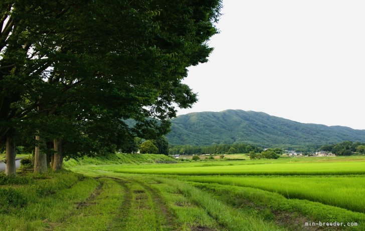 小笠原　宇峰(おがさわら　たかね)ブリーダー(茨城県・柴犬など・JKC/KC登録)の紹介写真3