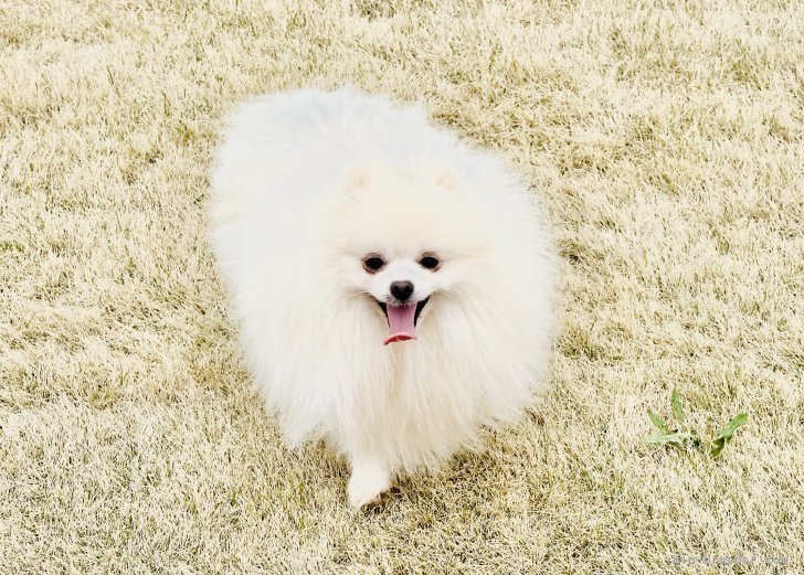 小笠原　宇峰(おがさわら　たかね)ブリーダー(茨城県・柴犬など・JKC/KC登録)の紹介写真4