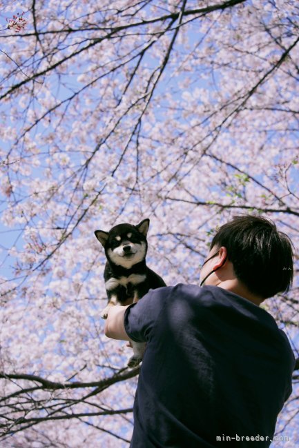 小笠原　宇峰(おがさわら　たかね)ブリーダー(茨城県・柴犬など・JKC/KC登録)の紹介写真7