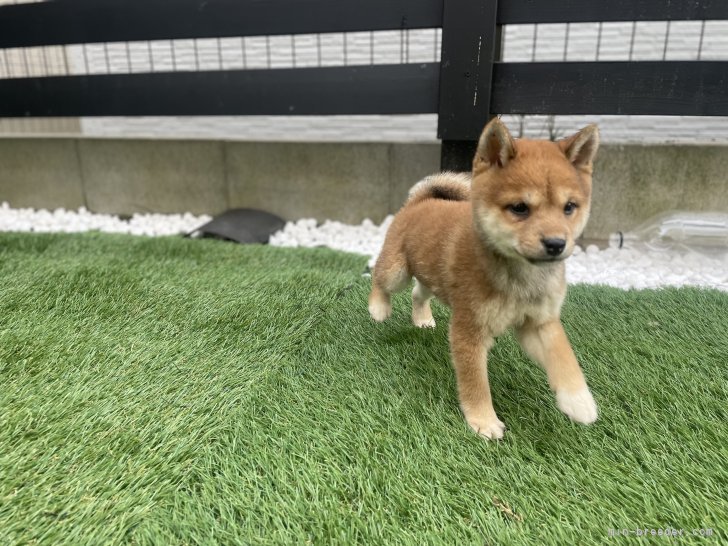 小笠原　宇峰(おがさわら　たかね)ブリーダー(茨城県・柴犬など・JKC/KC登録)の紹介写真8