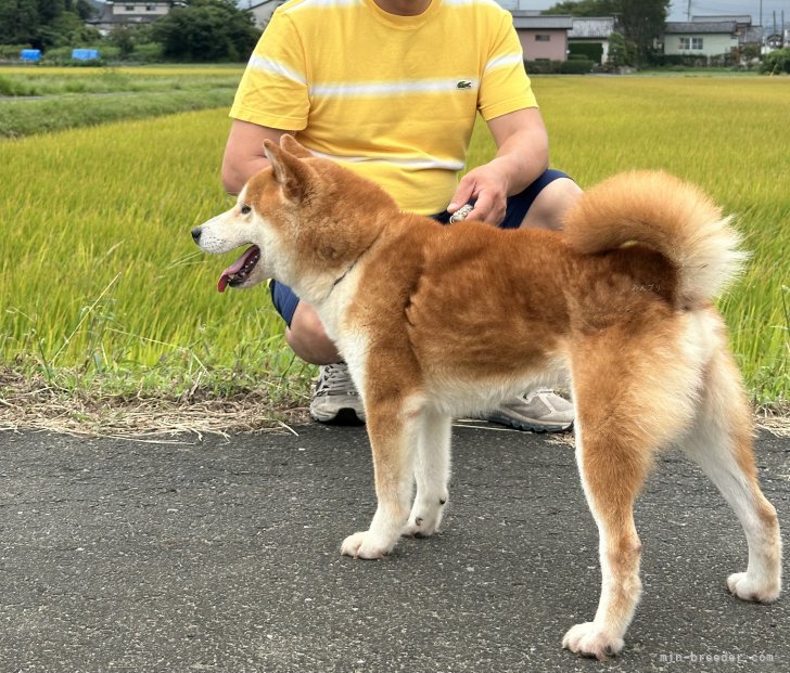 小笠原宇峰ブリーダーのブログ：散歩大好き