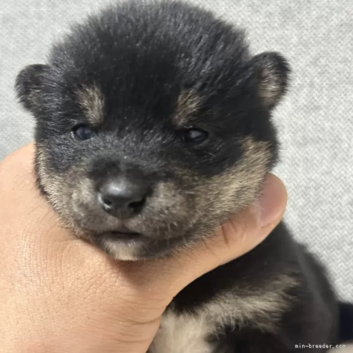 柴犬(標準サイズ)【茨城県・男の子・2024年12月15日・黒】の写真1