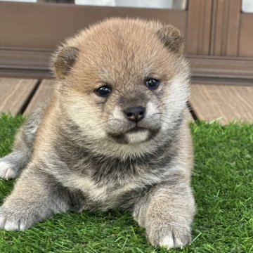 柴犬(豆柴)【茨城県・女の子・2024年10月26日・赤】の写真「たぬき顔で、すごく可愛いです。」