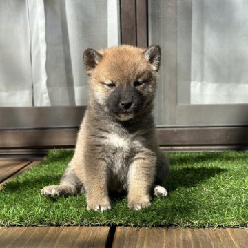 四国犬の子犬を探す｜ブリーダー直販の子犬販売【みんなのブリーダー】