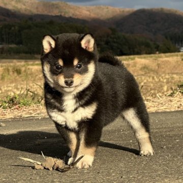 柴犬(豆柴)【茨城県・男の子・2024年10月12日・黒】の写真「たぬき顔ですごく可愛い仔です。」