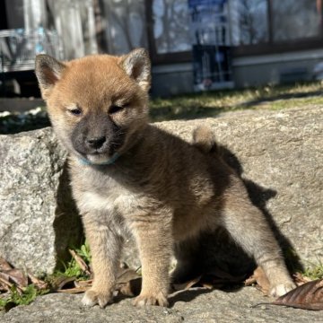 柴犬(標準サイズ)【茨城県・男の子・2024年9月25日・赤】の写真「可愛い男の子です。」