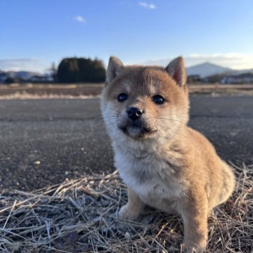 柴犬(豆柴)【茨城県・女の子・2024年10月28日・赤】の写真「たぬき顔ですごく可愛い女の子です。」