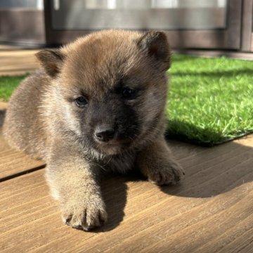 柴犬(標準サイズ)【茨城県・男の子・2024年9月25日・赤】の写真「すごく可愛い男の仔です。」