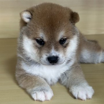 柴犬(豆柴)【茨城県・男の子・2025年9月20日・赤】の写真「一人っ子です。普通の豆柴より太ってます。」