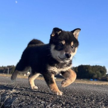 柴犬(標準サイズ)【茨城県・男の子・2024年9月17日・黒】の写真「可愛い男の子です。」