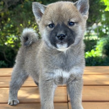 柴犬(標準サイズ)【茨城県・男の子・2024年9月25日・赤】の写真「性格もよく、すごく可愛い仔です。」